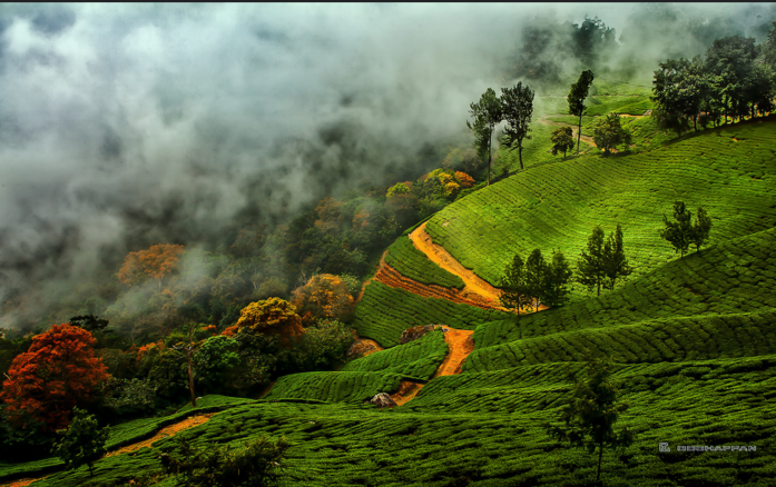 Athirapally-Munnar-Kumarakom Tour Package